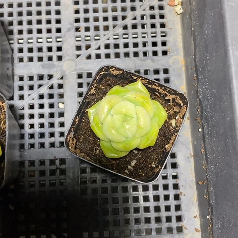 【闪购商品】Y****安水晶包多肉