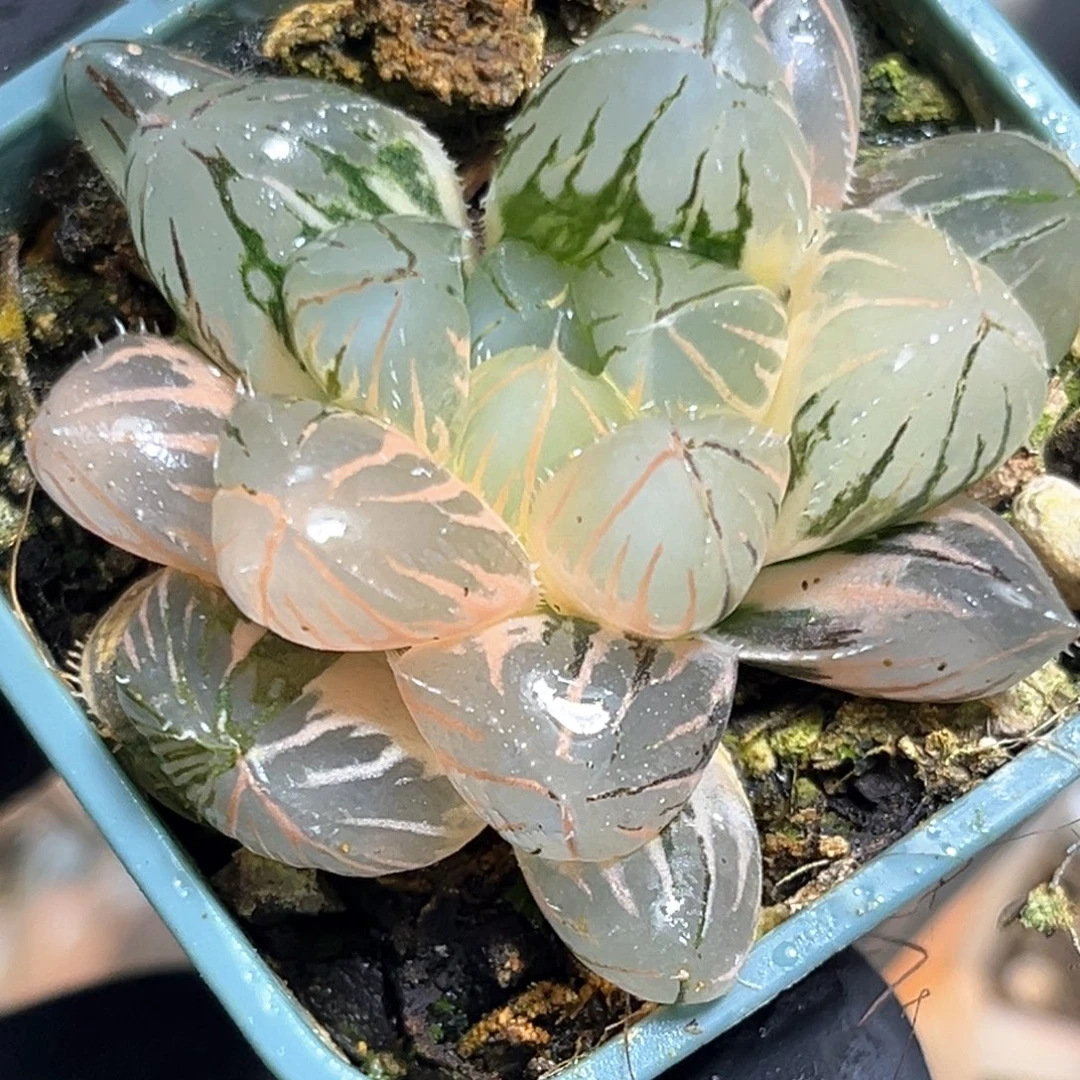 往***！恭喜发财大吉大利602