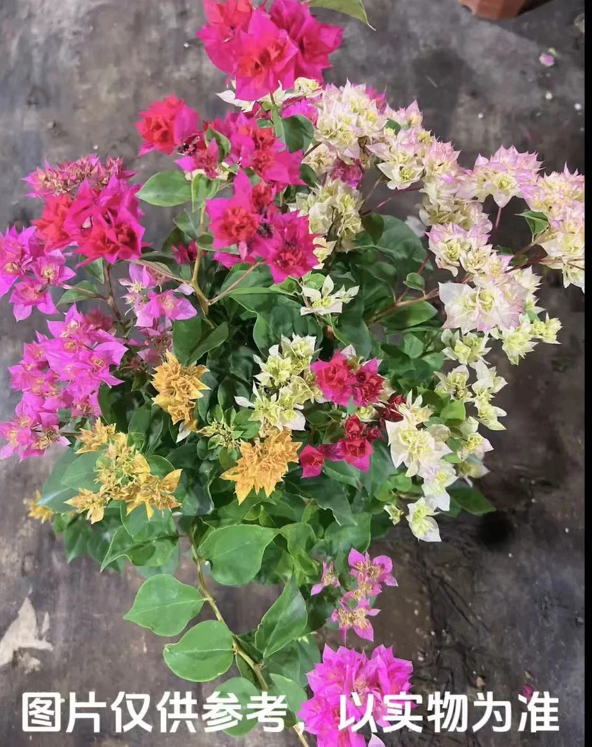 【四喜临门】四色混载三角梅四季开花基地直发