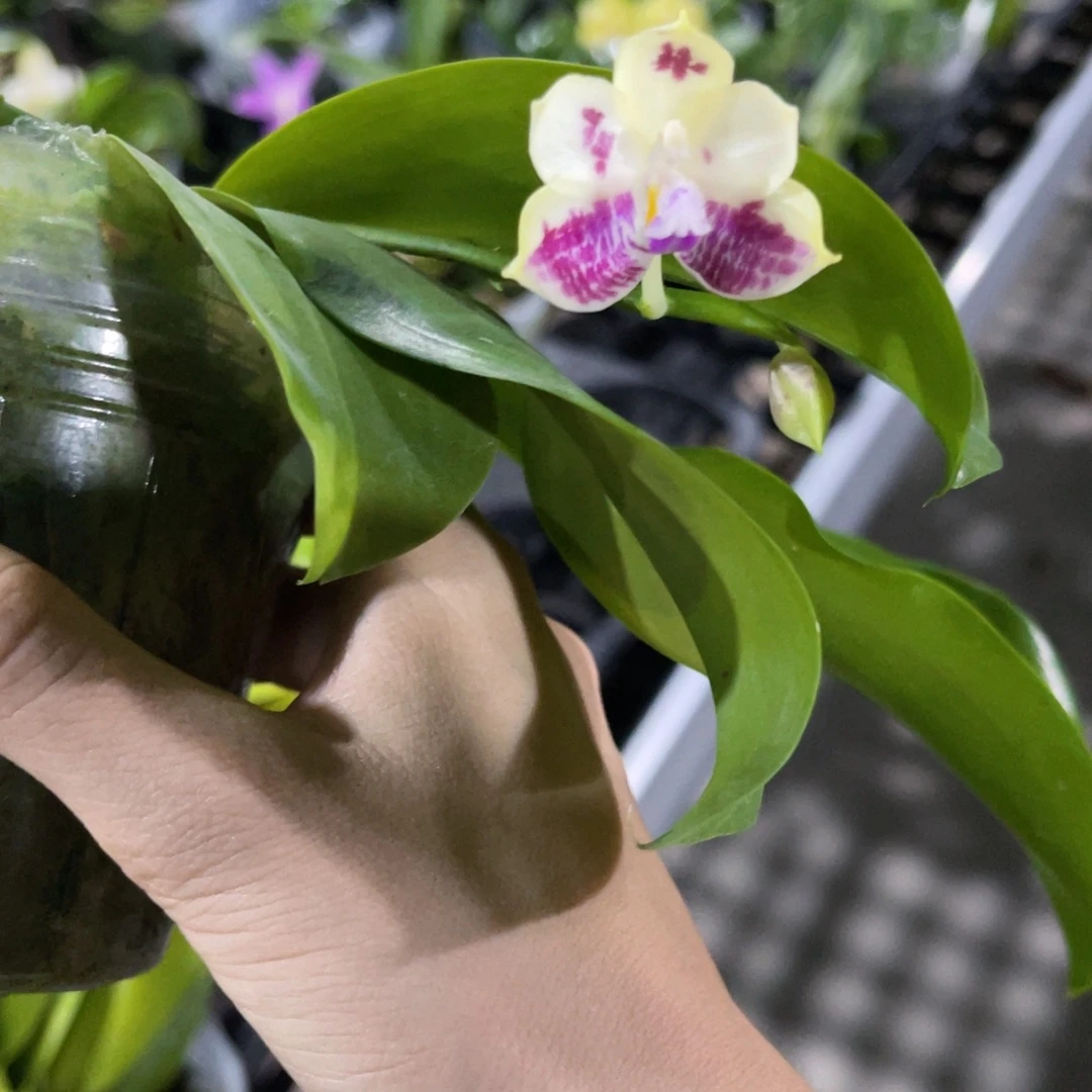 无花朵蝴蝶兰原生蘑菇盾