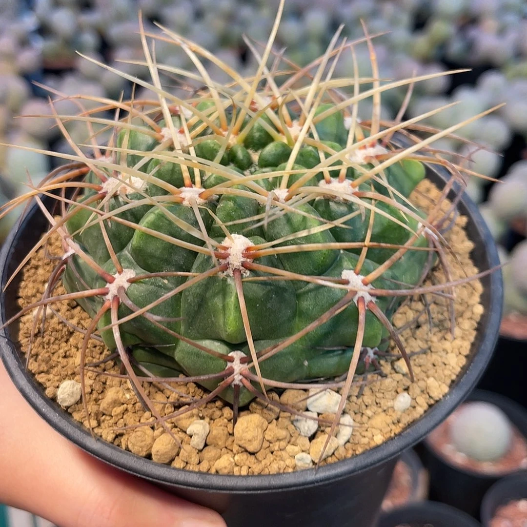 仙人球裸萼属金刺云龙实生8.4厘米