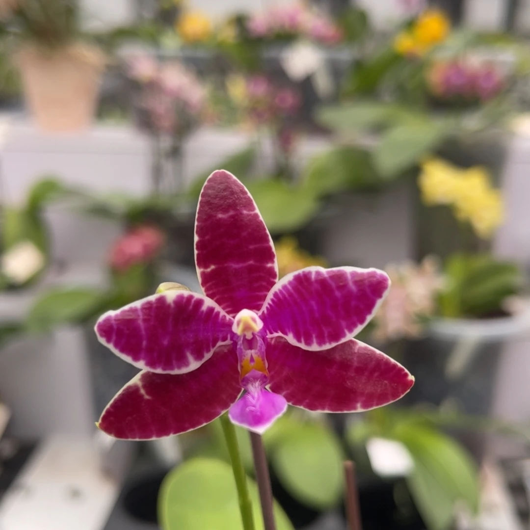 完全开放1366 5寸根不多 红路德 一物一拍