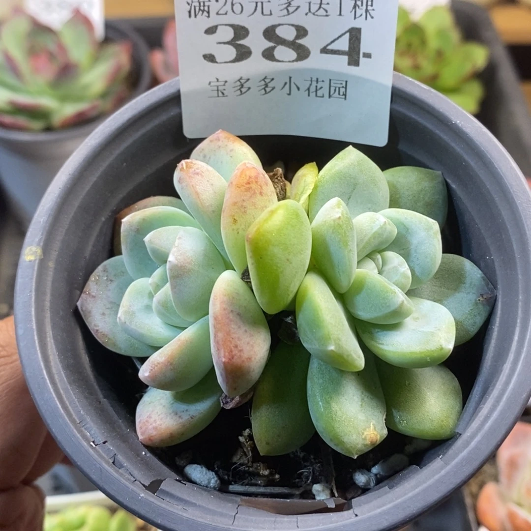 双头异色冰玉一物一拍满20包邮满26送一颗多肉