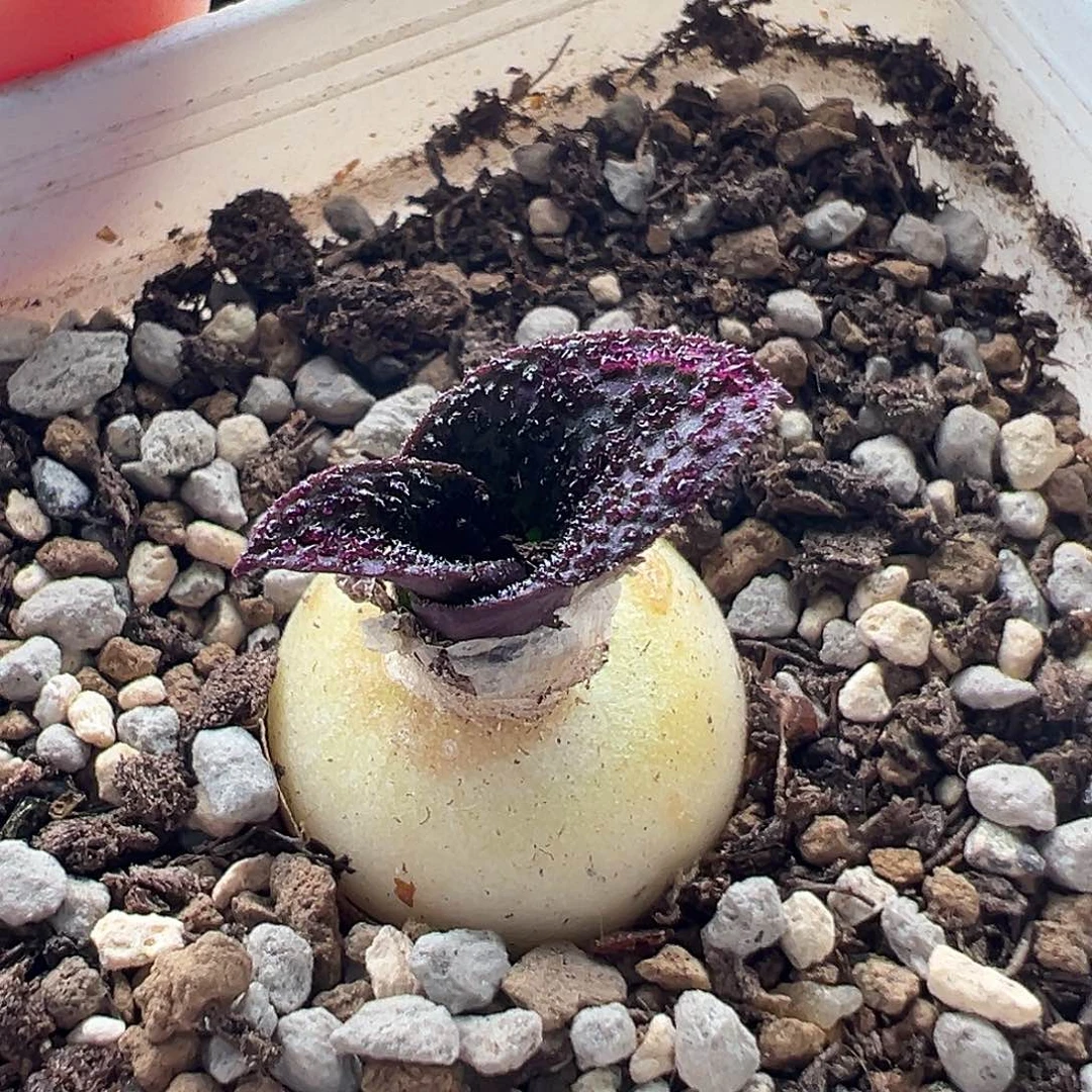 154号紫镜11.7多肉开花好看