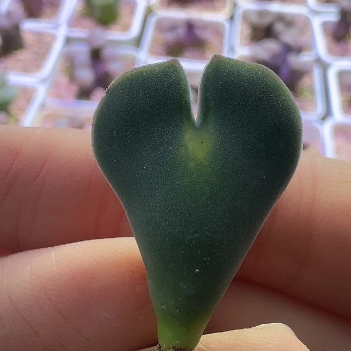 27号单头空蝉四年一物一拍