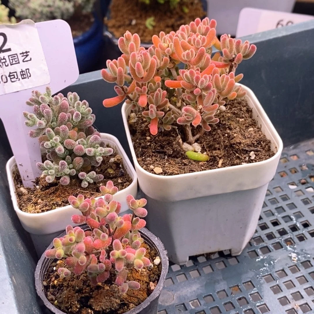 差*岁51三岁专拍。