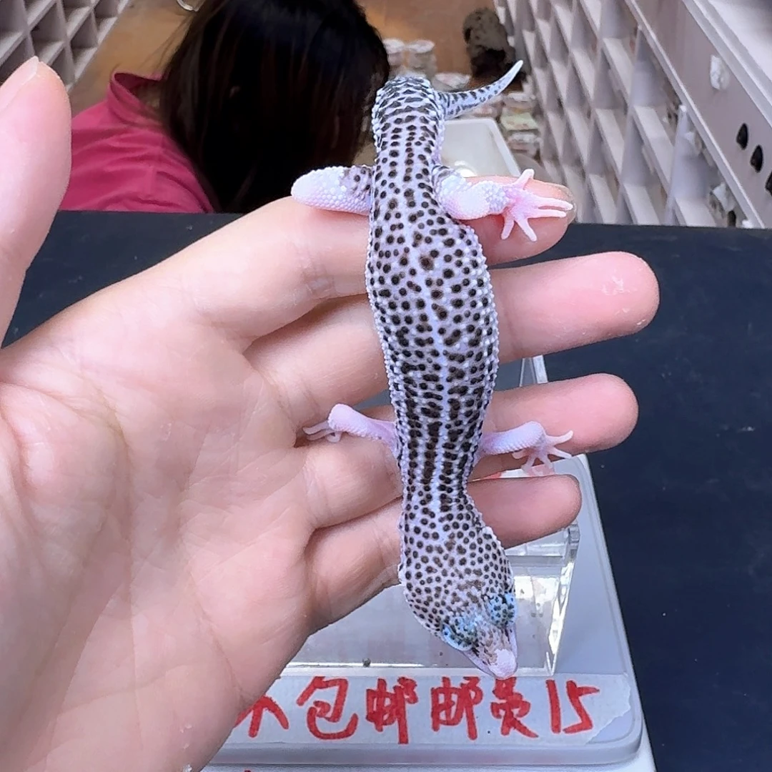 豹纹守宫吧哈哈哈就