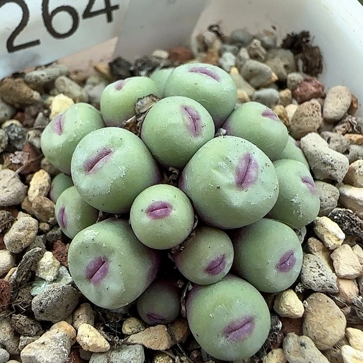 w264。     小红嘴群特。