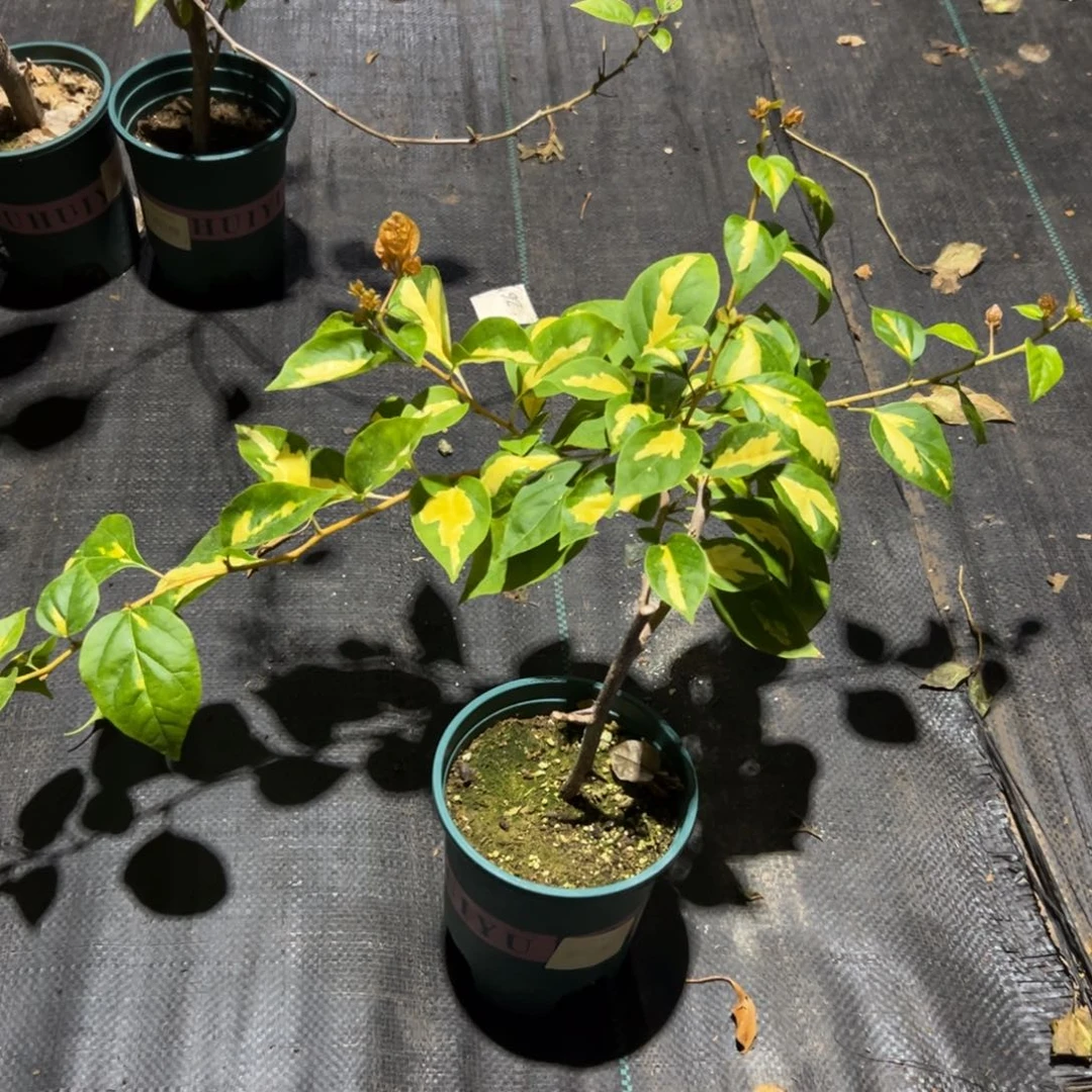 无花朵【51号黄白一棵】随机发货福利款不售后介意勿拍