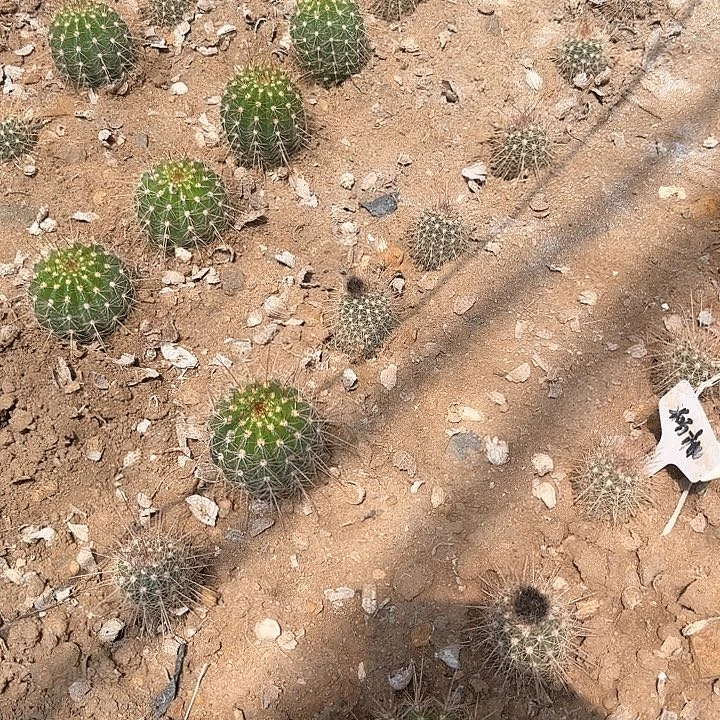 粉桃静令20一个毛花柱