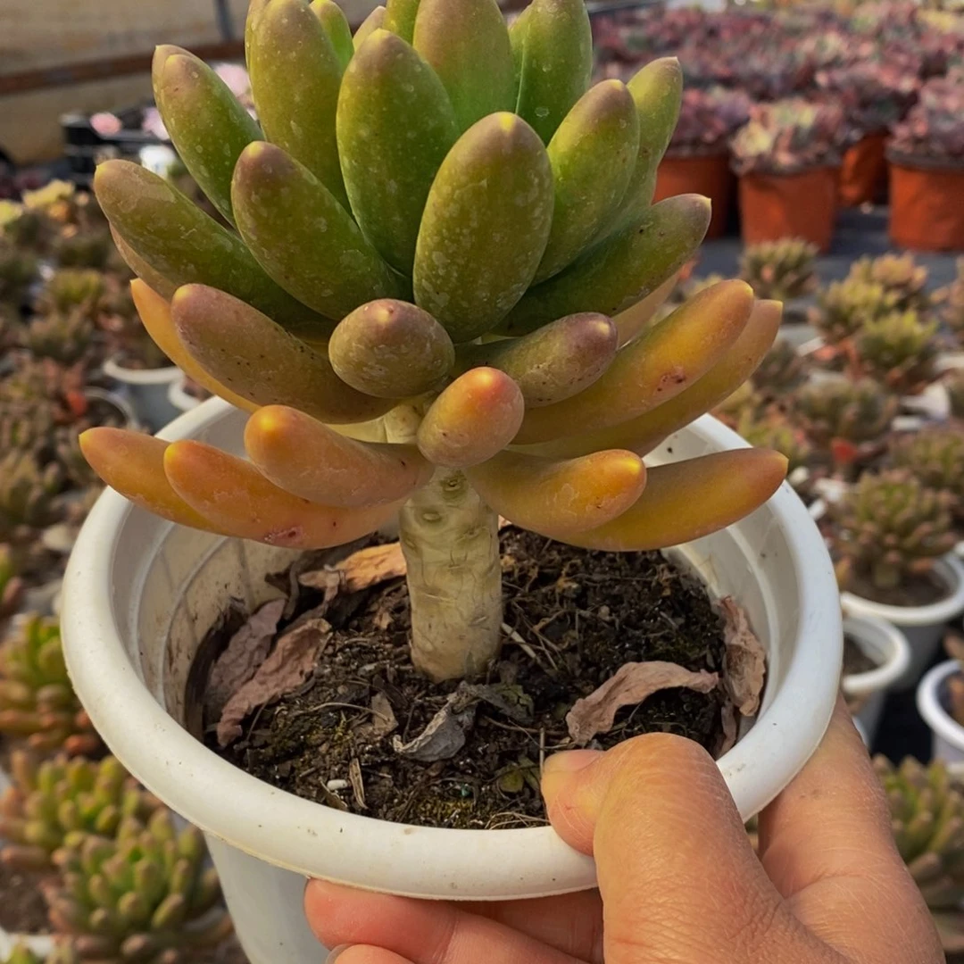 金蟾大单头多肉植物