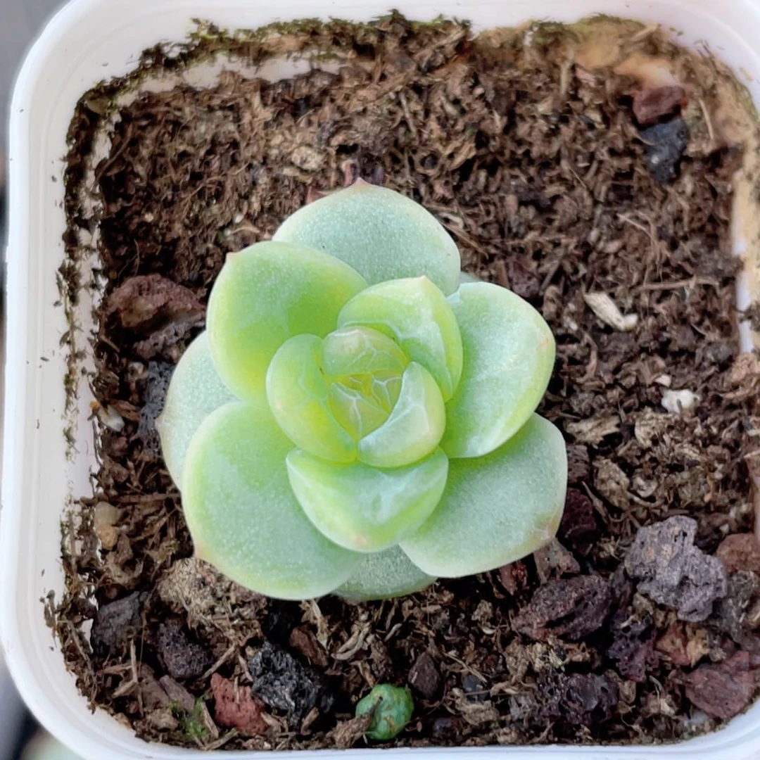 155号糖心冰心珍妮 捡漏