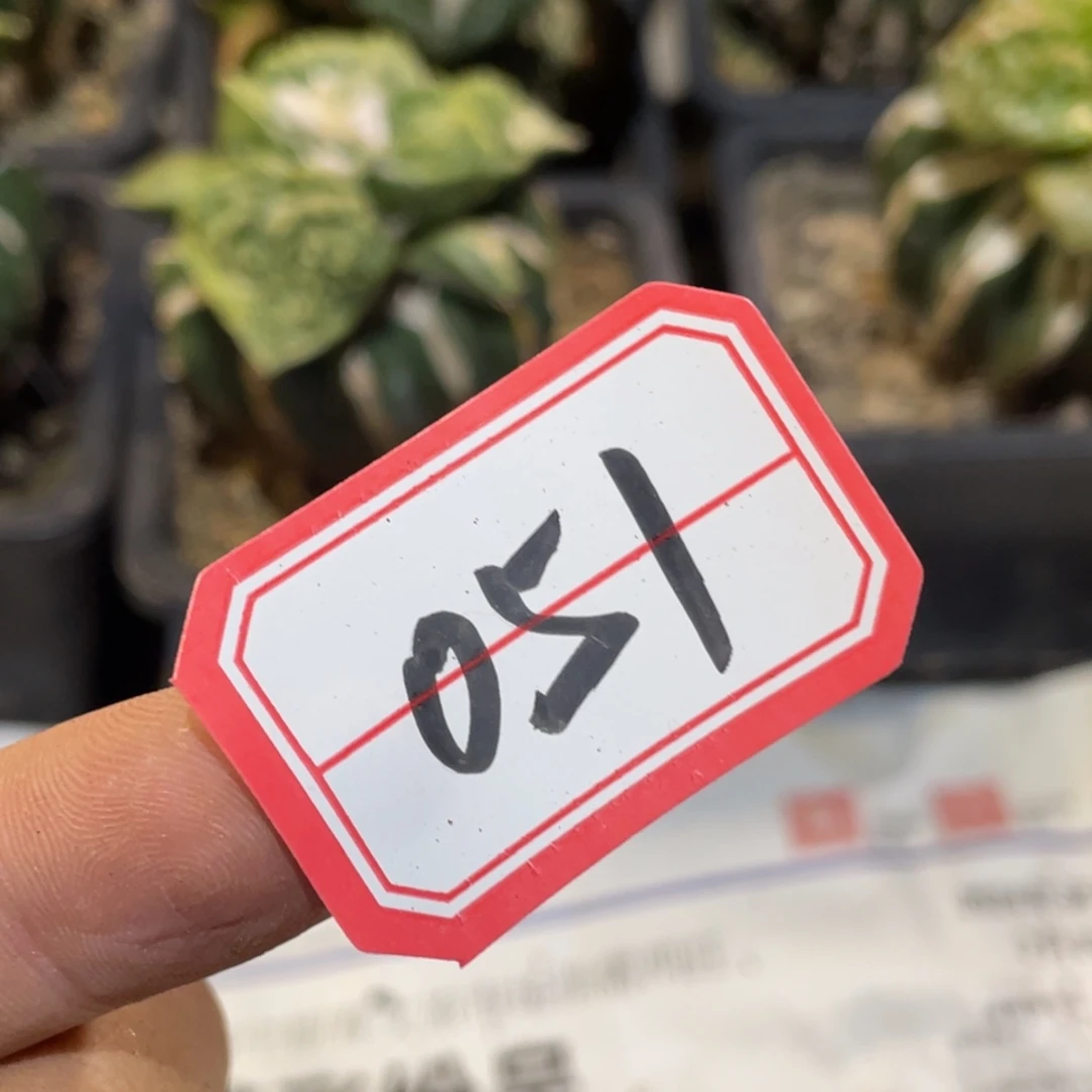 无花朵仙人球开花051