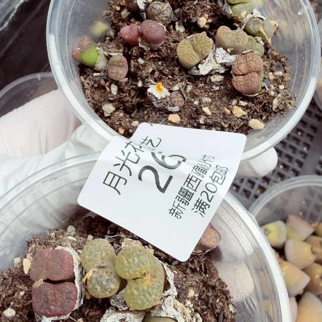 不用我送过去咯的咯265好