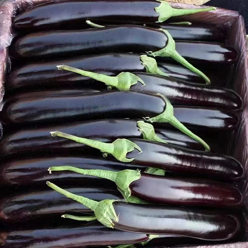 紫茄子 3个