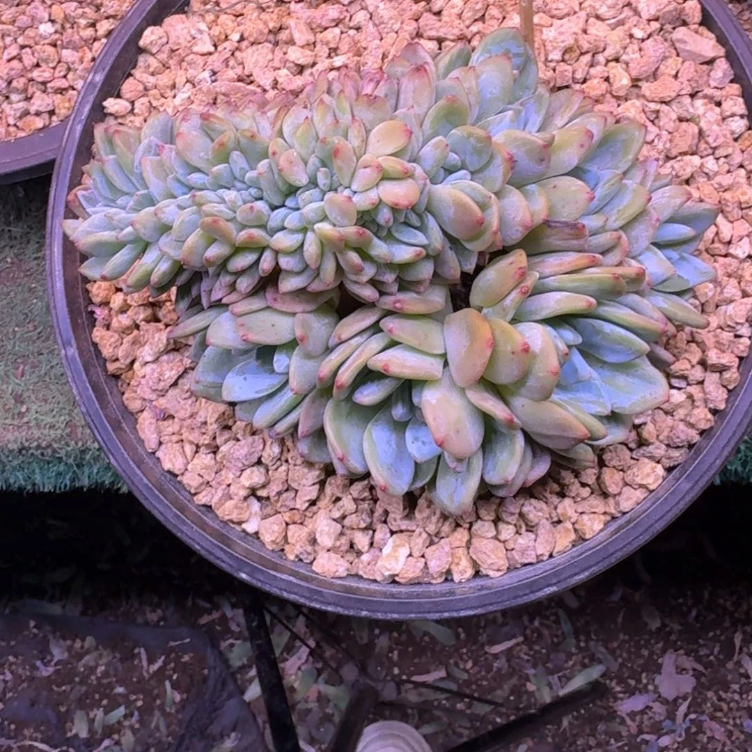 星影树缀无砍多肉