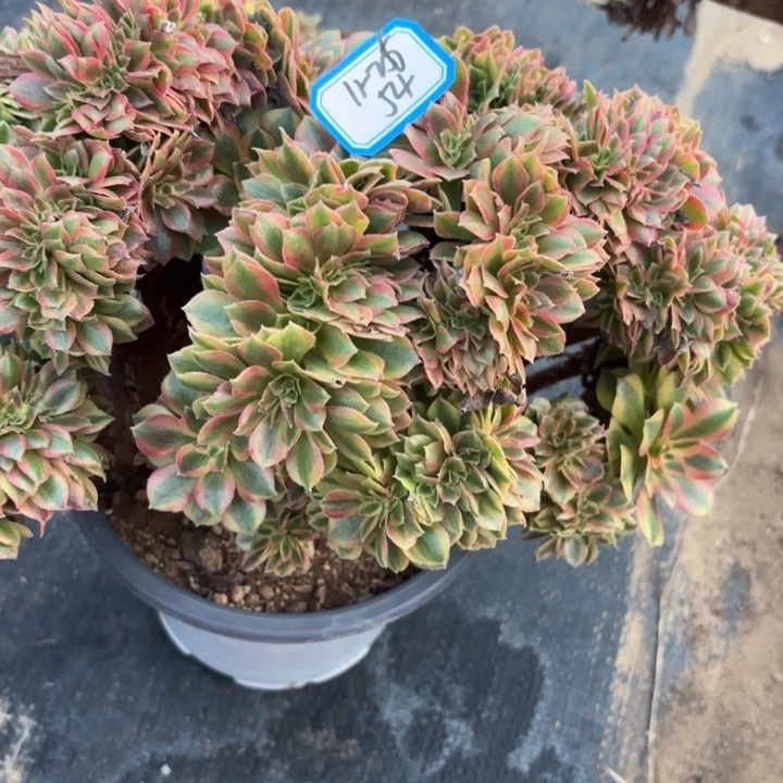 红秀缀有瑕疵不包损54