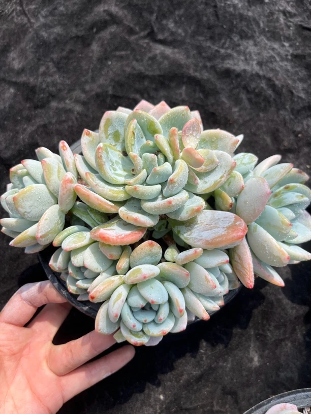 多肉，冷香多头，整装整群，16公分盆对比