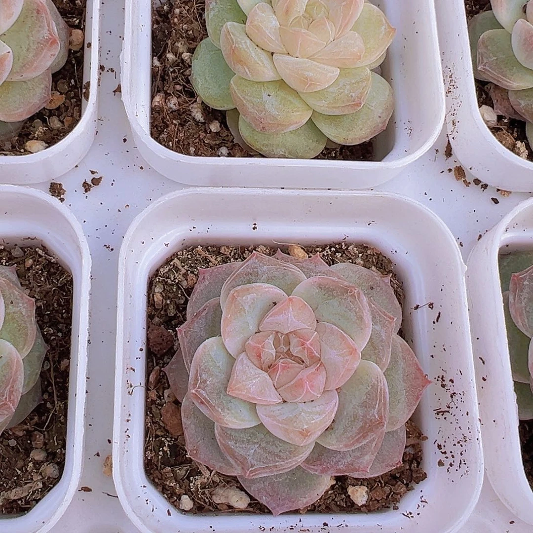 冰钻19包邮多肉植物