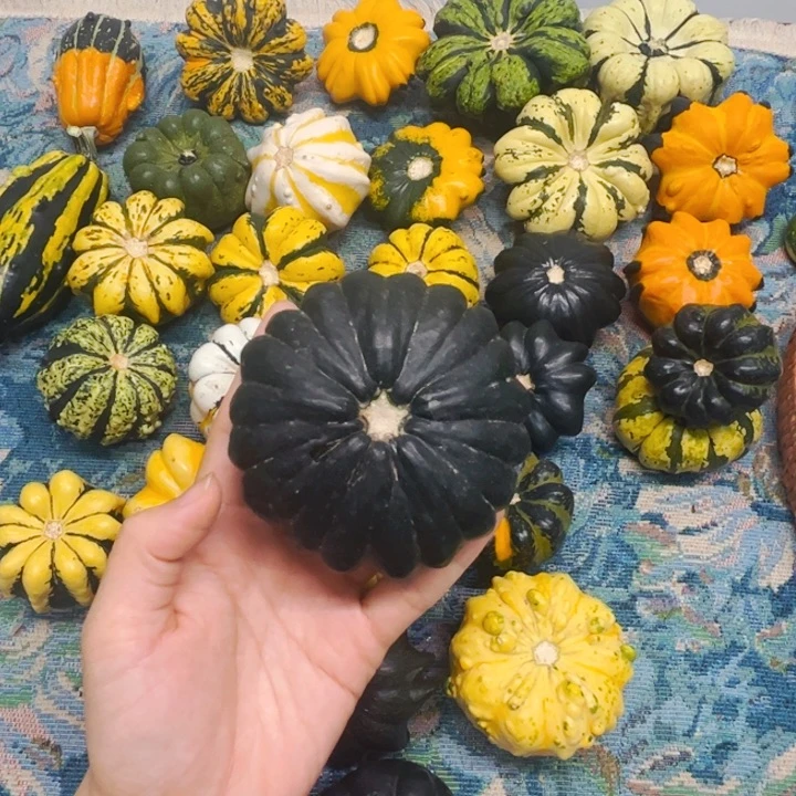 墨西哥葫芦葫芦哭了