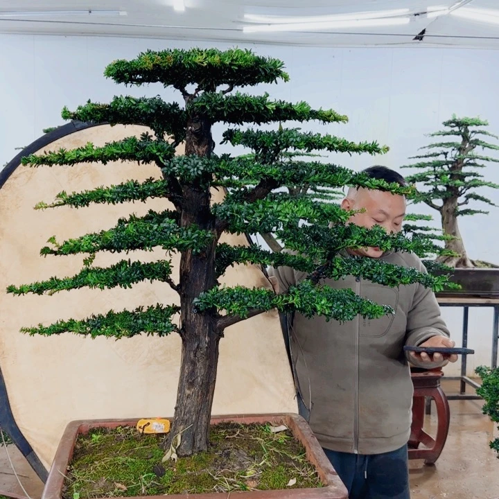 无花朵盆景园林……