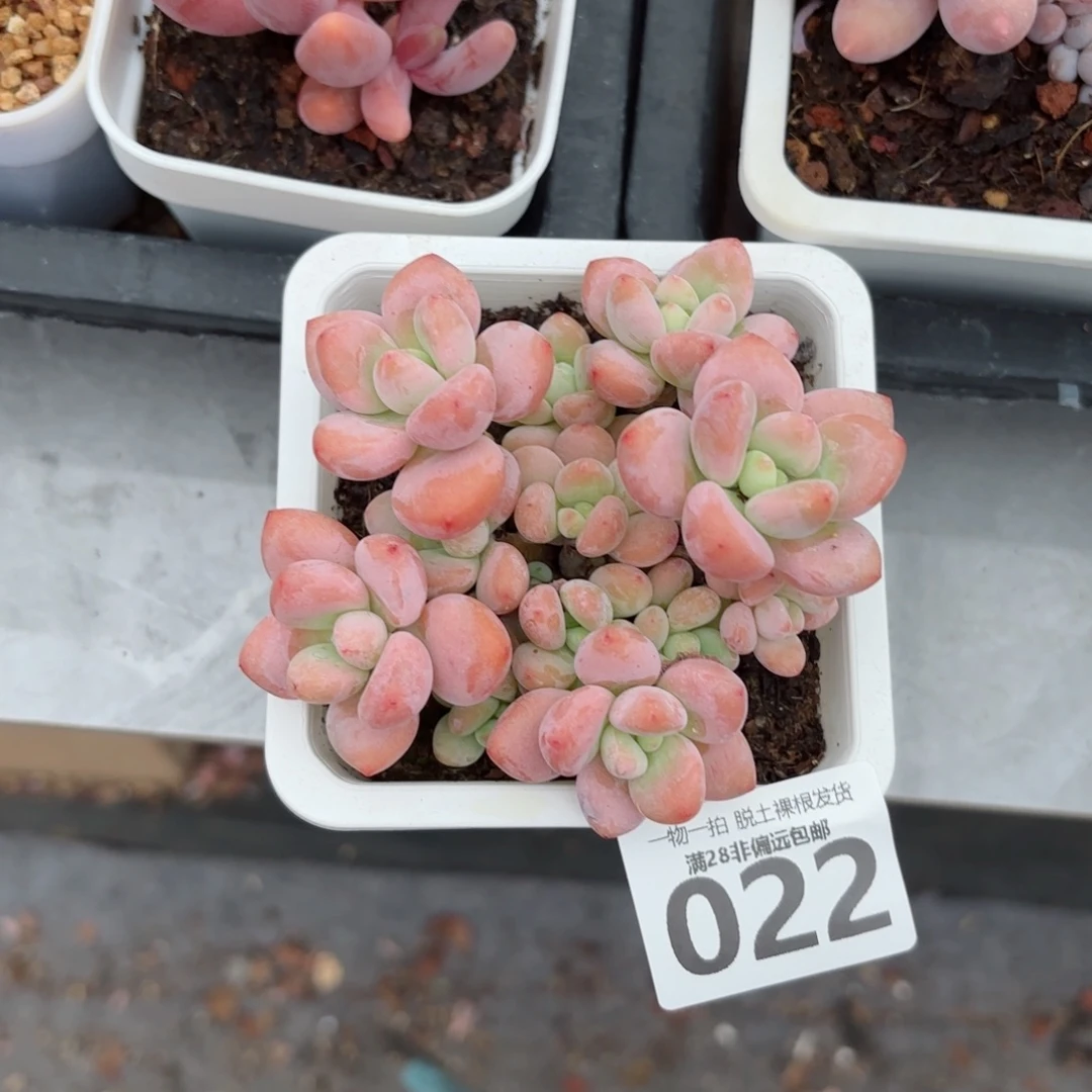 红洛神老桩无盆土发货