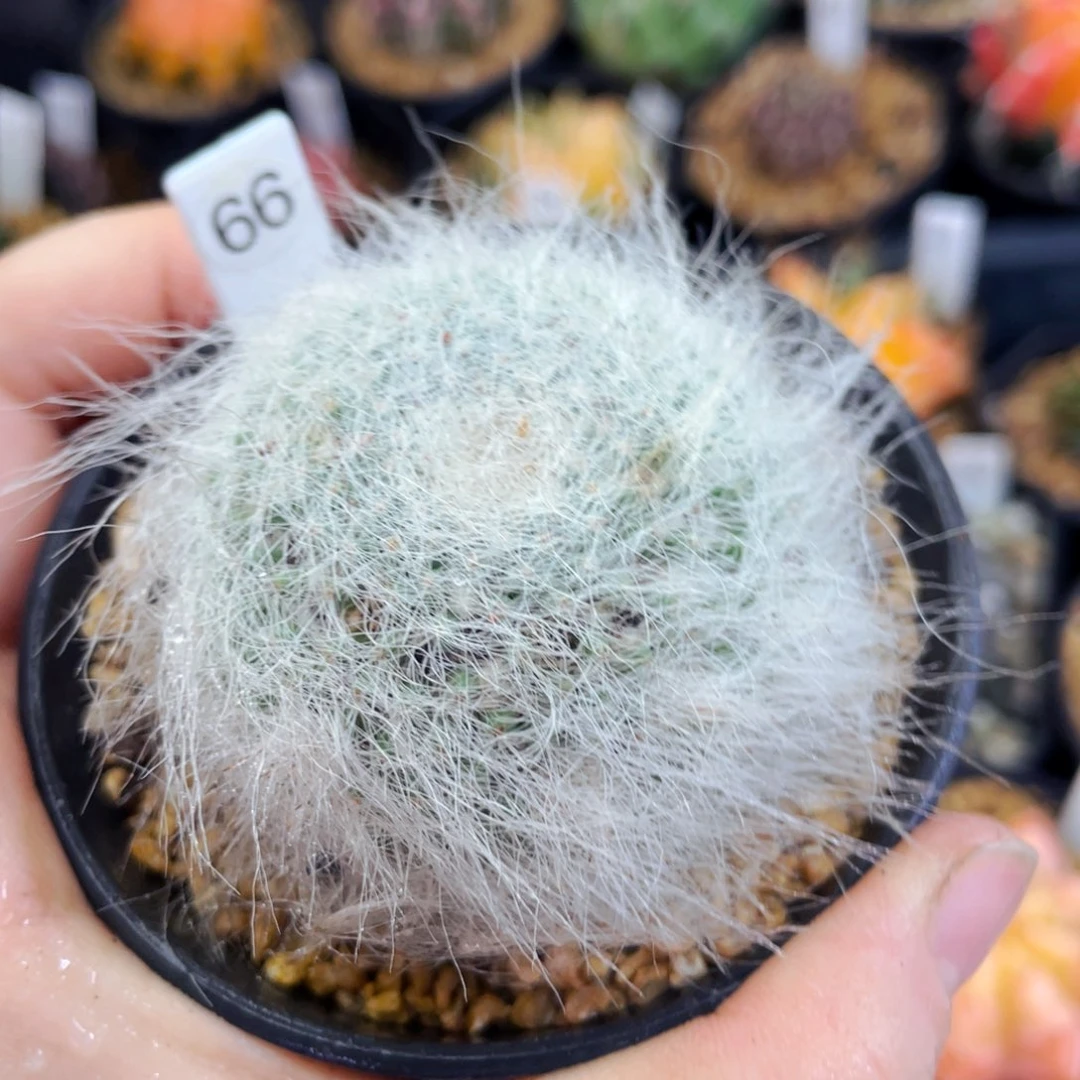 雪猿玉翁盆5公分满25包邮裸根发货