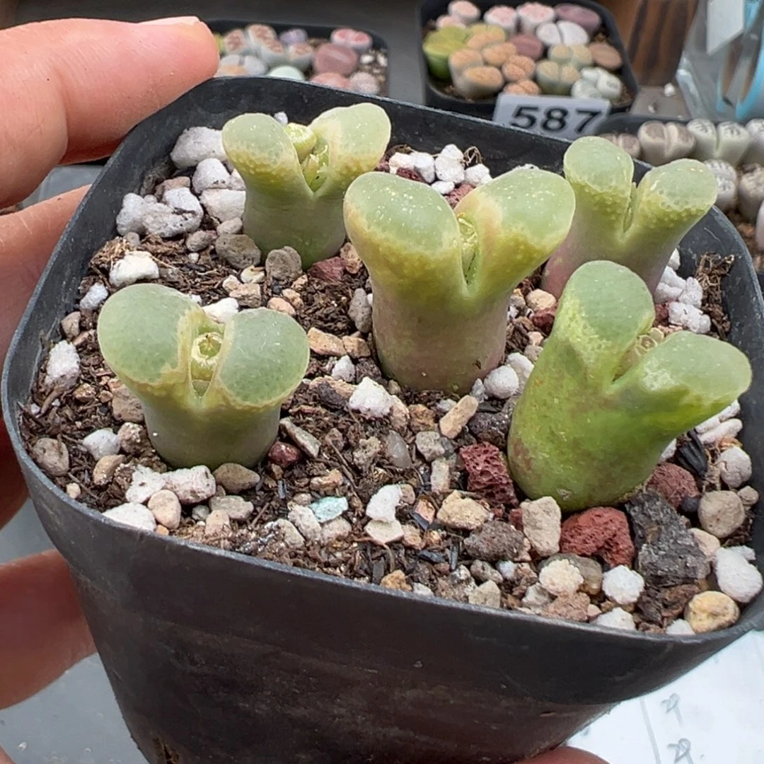 11.17好看的多肉脱土发货633