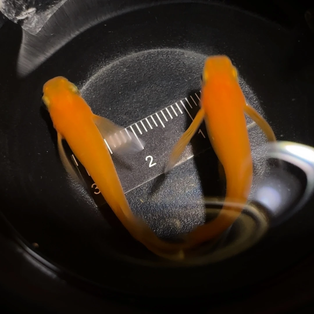 青鳉鱼一物一拍950