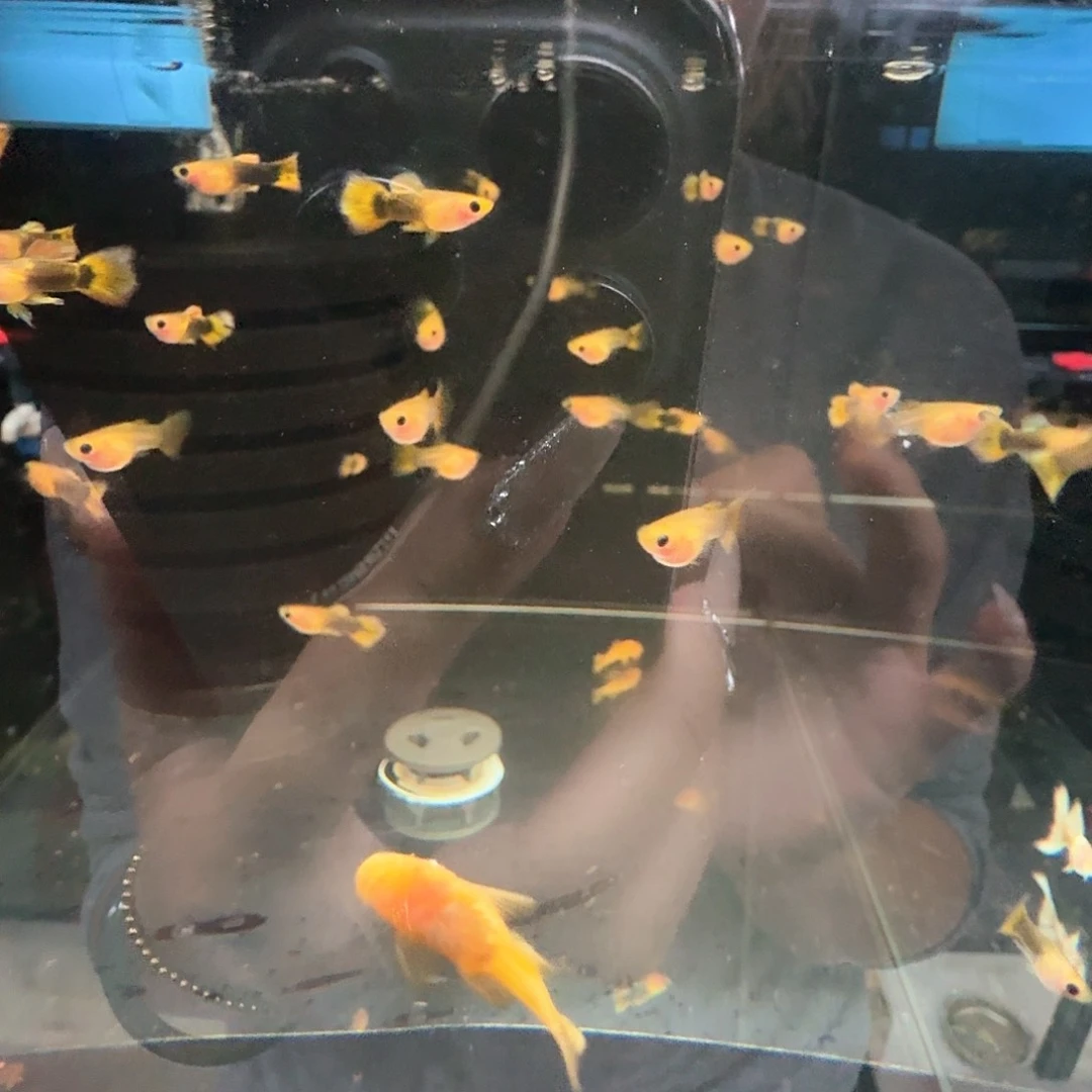 *****孔雀鱼季黄玻璃猫球2对