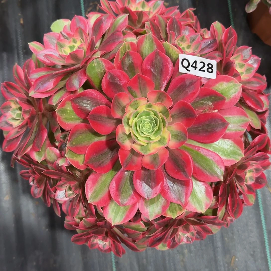 428粉女妖33冠服33左右