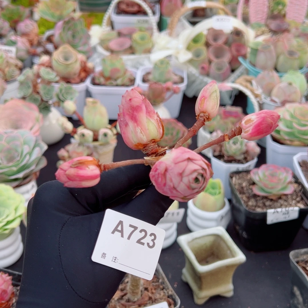 茫***中723妮娜飘枝群。  一物一拍