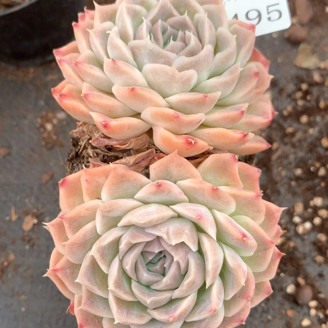 2495杂交多肉植物