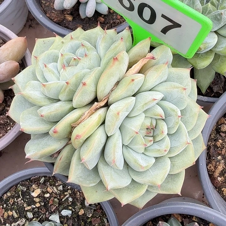 多肉植物一物一拍607