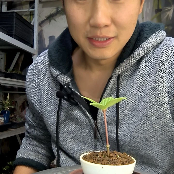 青***光中青园艺一物一拍花111