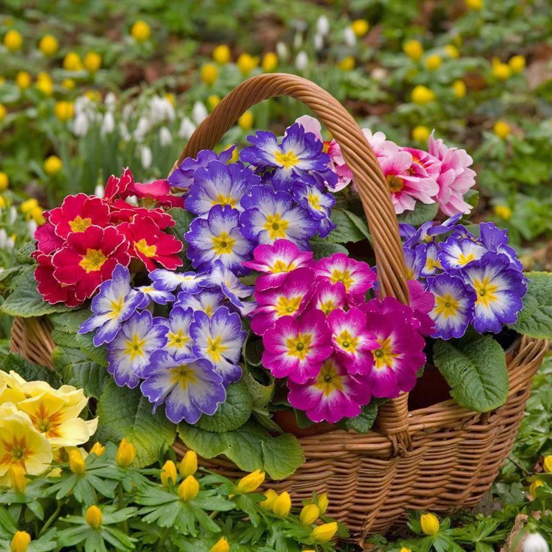 （晴天专属）报春花盆栽欧洲花卉带香味冬季耐寒四季开花带花苞发货