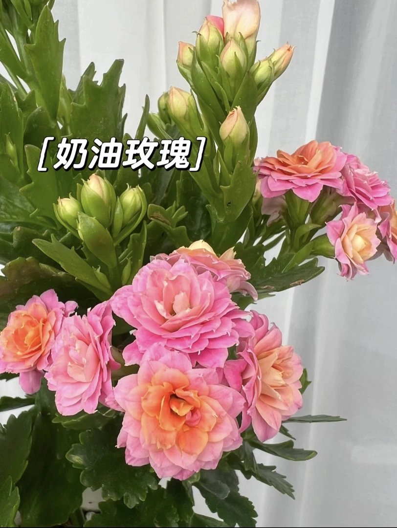 【大鹏】大冠幅130杯长寿花