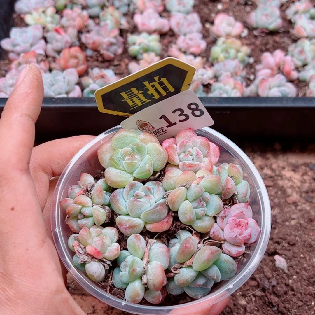 多肉植物多肉植物