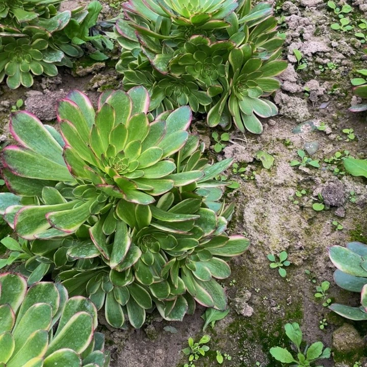 菲娜多肉法师捧花的