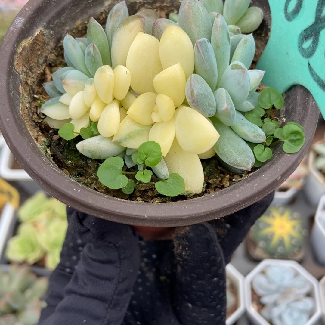 1885梦露锦多肉植物