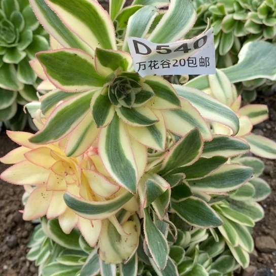 540燕姿锦砍过多肉