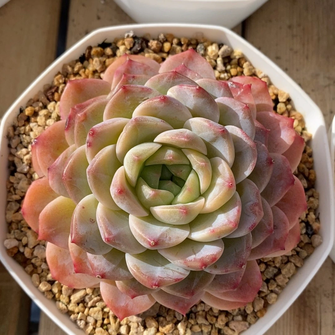 自助下单一物一拍多肉，下滑更多品种选择