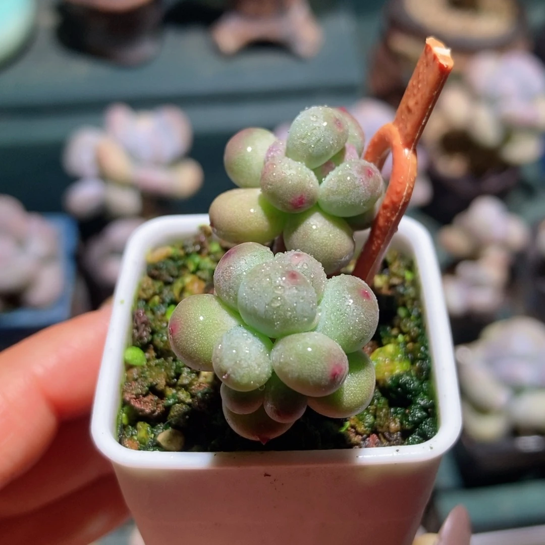 萤火虫奶酪一物一拍