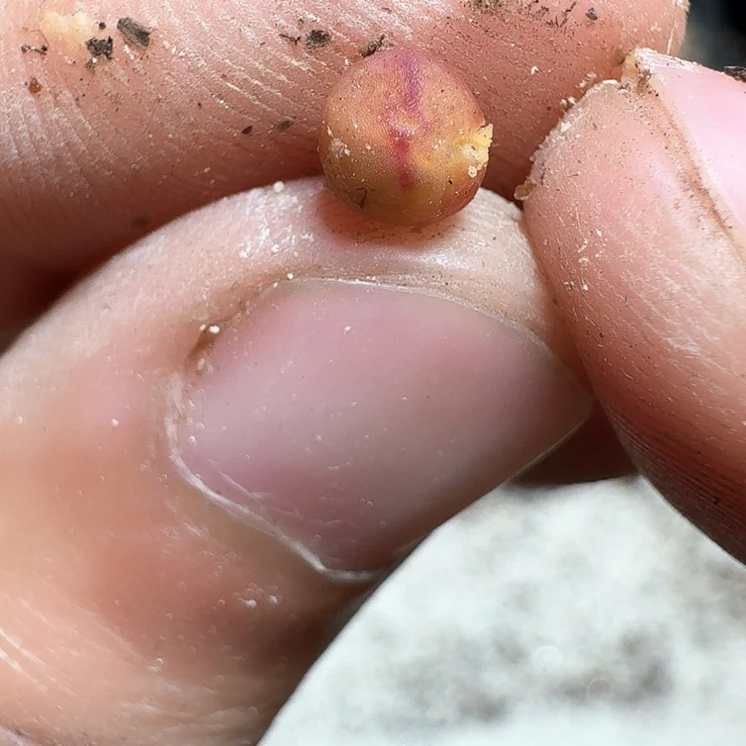 1颗一组量拍多肉植物985