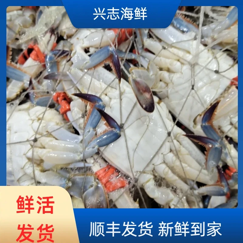 东港尖蟹【保鲜不保活】3斤15只左右2两左右一只