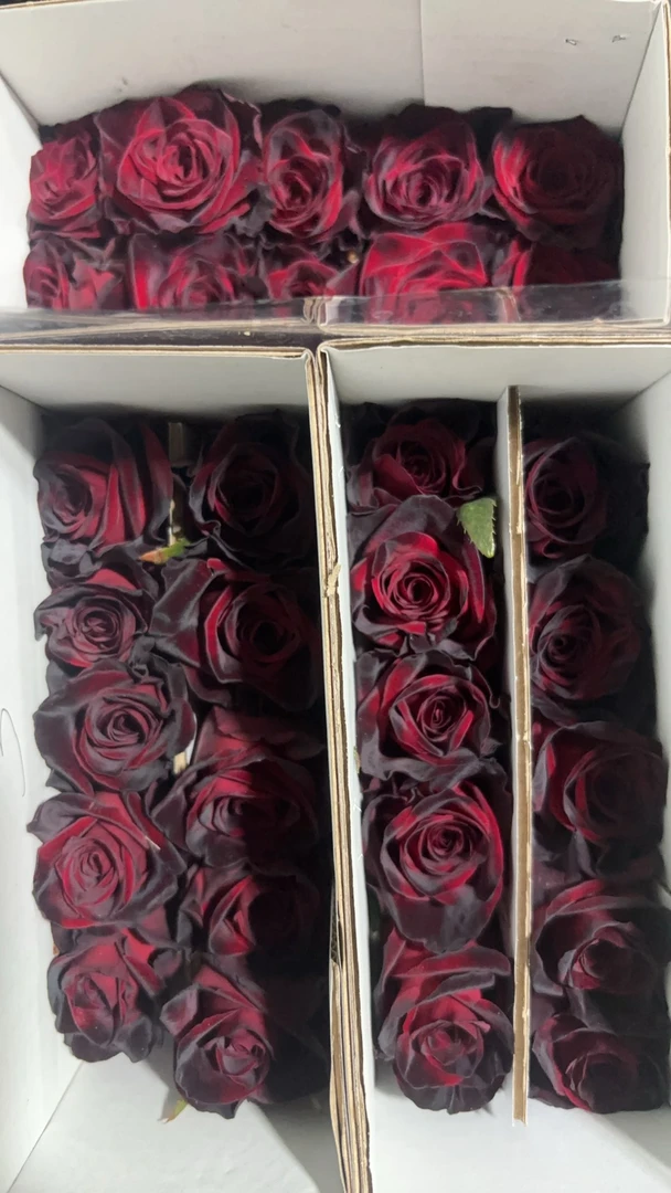 直播-黑巴克单头玫瑰 2单包邮