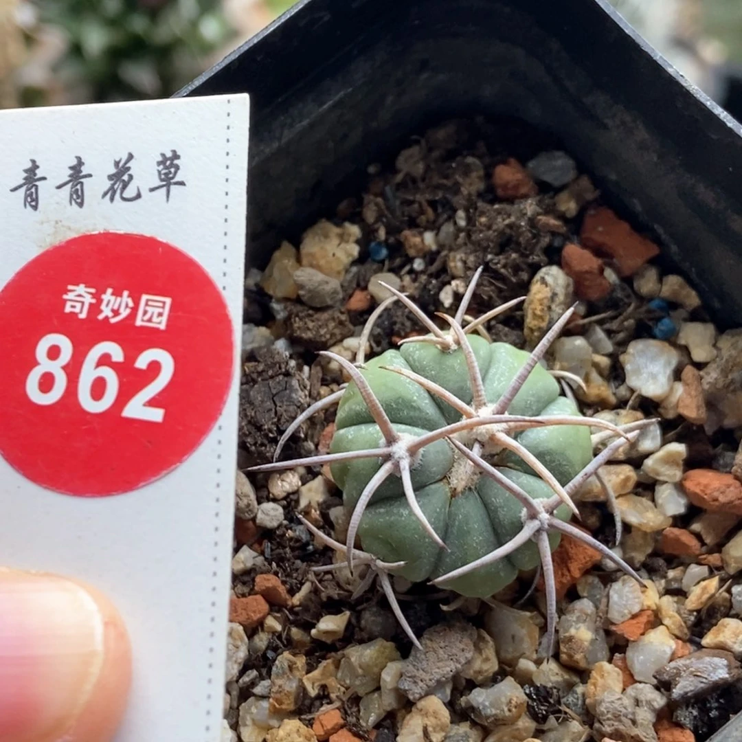 实生狂刺花王丸平丸2.3cm