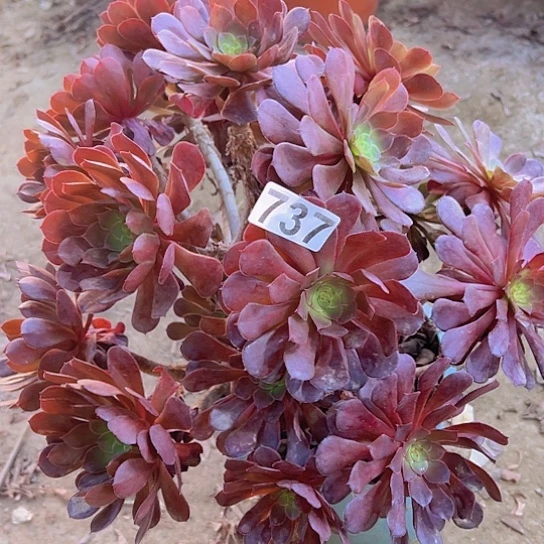 千***梨多肉植物一个黑铜鼓