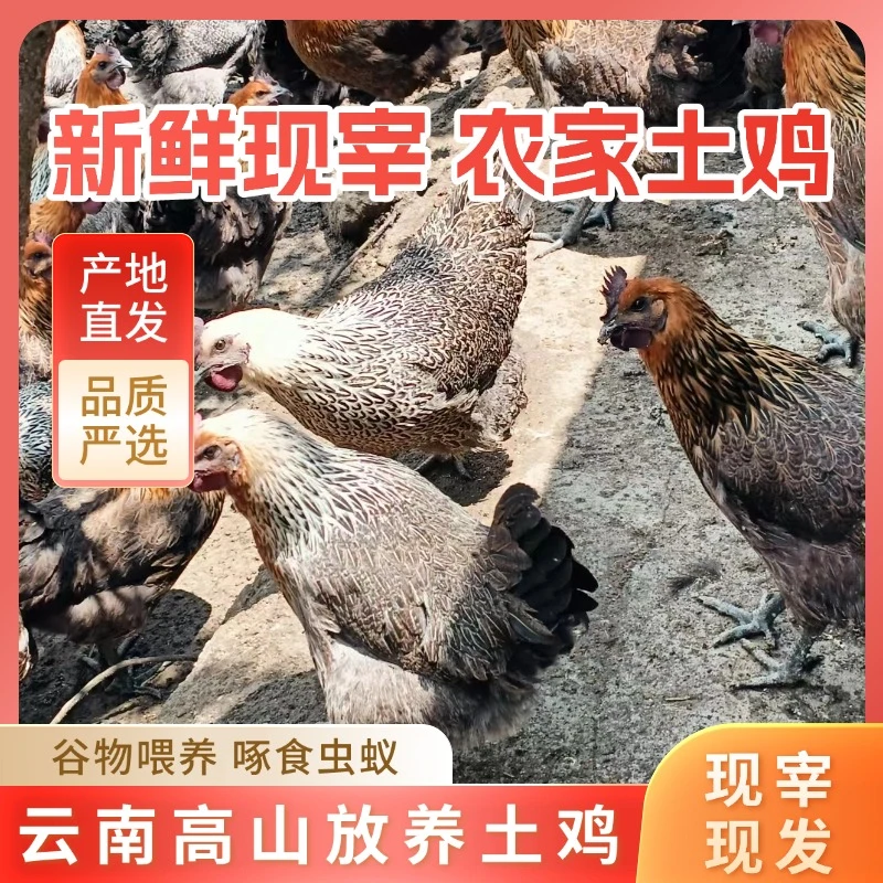 云南临沧散养放养土鸡跑山鸡林下养殖养殖周期两年