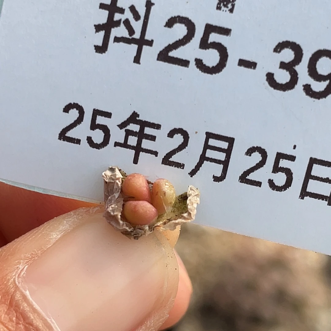 25-39紫葡萄多肉植物